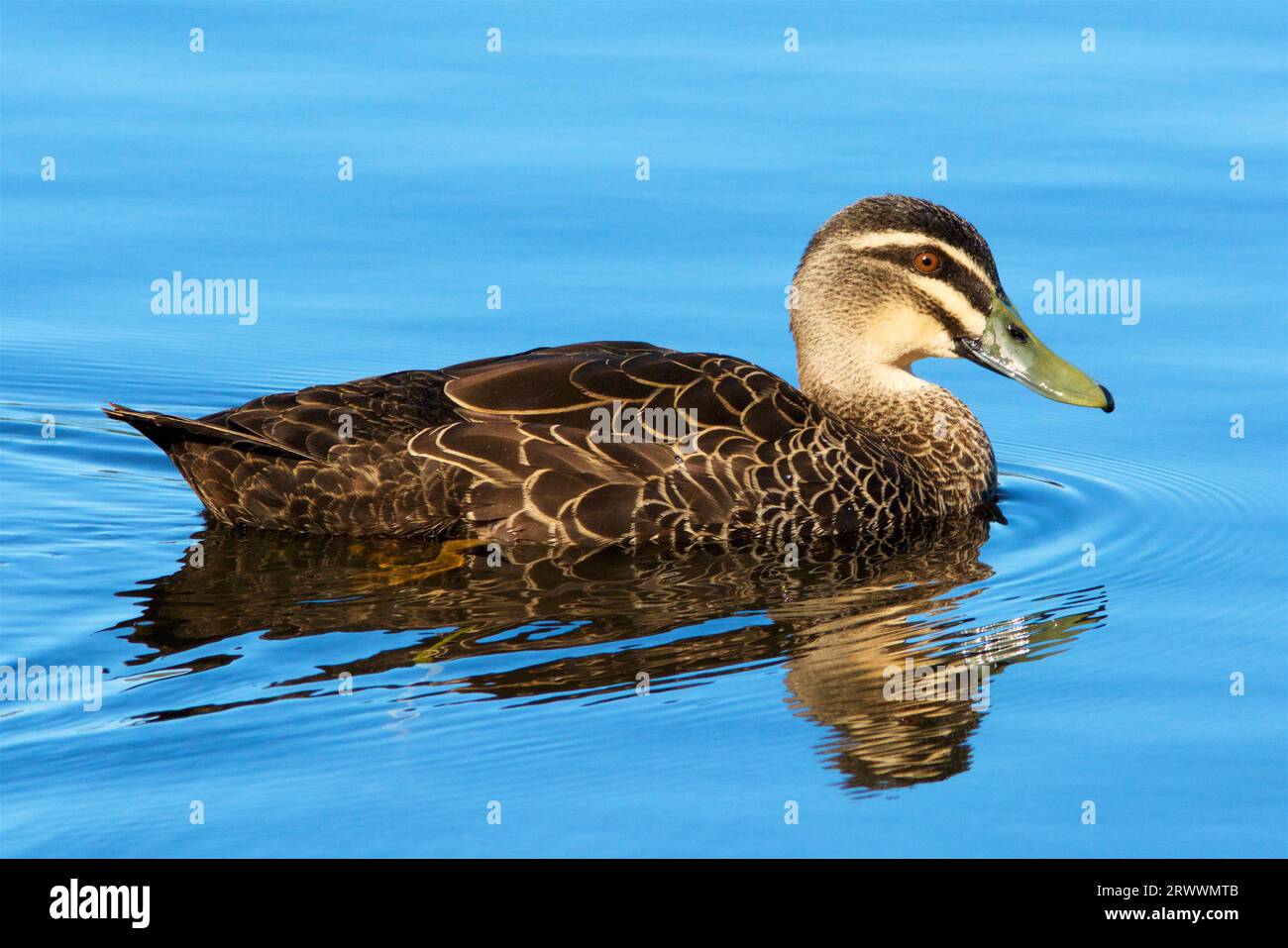 Pacific Black Duck, Anas superciliosa, swimming on Bibra Lake in Perth, Western Australia Stock Photo