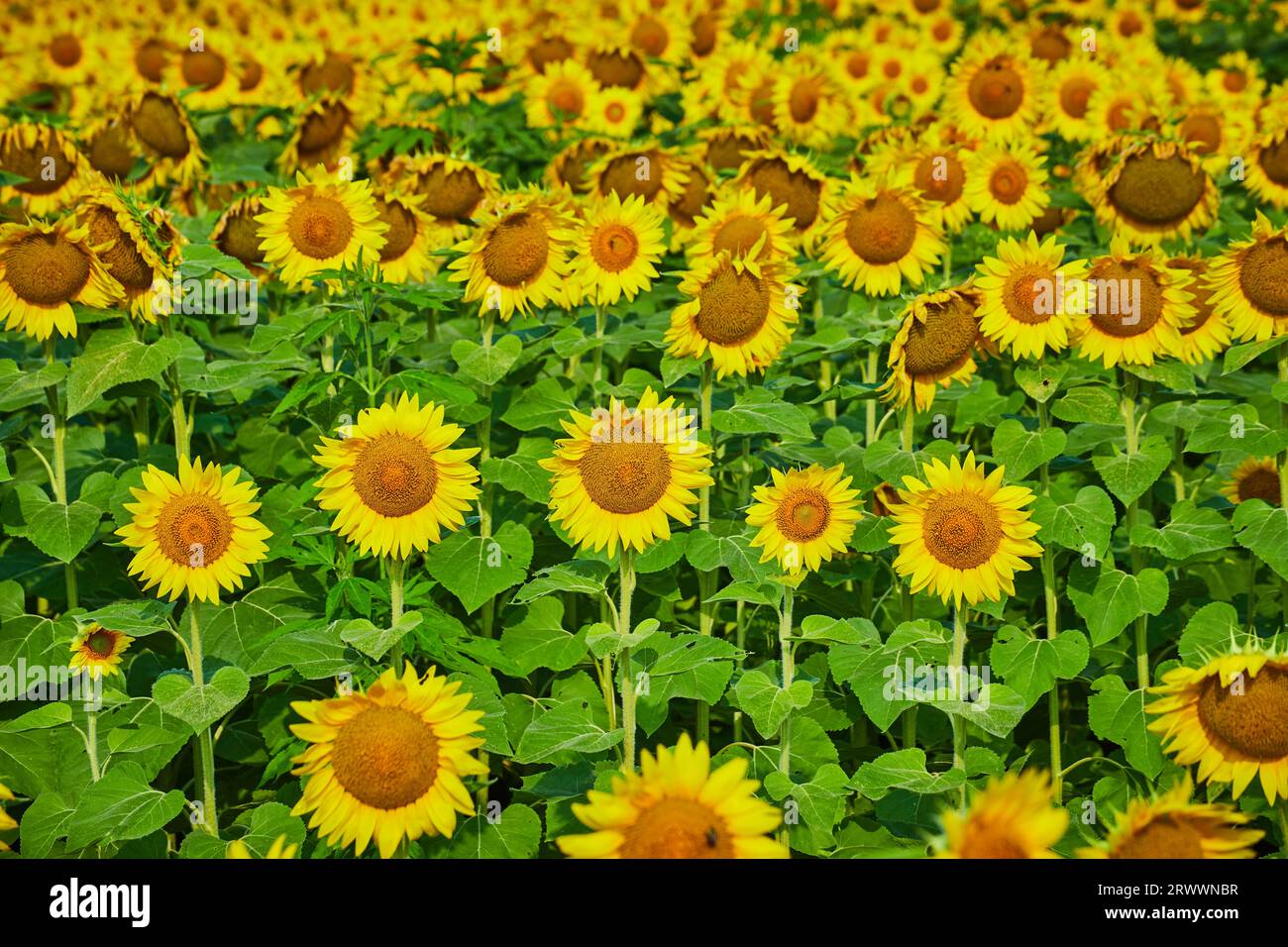 Bright field yellow flowers hi-res stock photography and images - Alamy