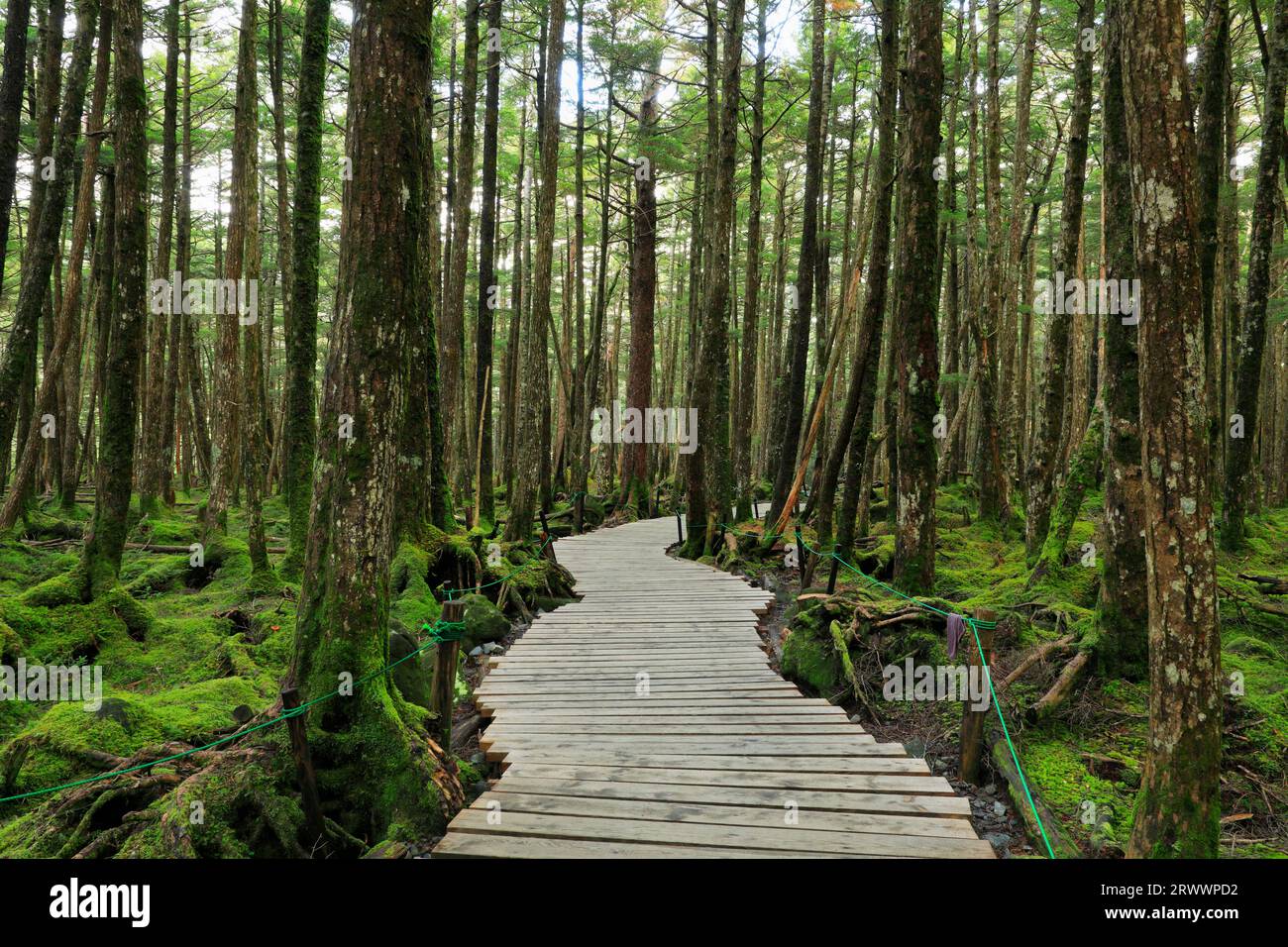 Moss forest of Kita-Yatsugatake, Nagano Prefecture Stock Photo