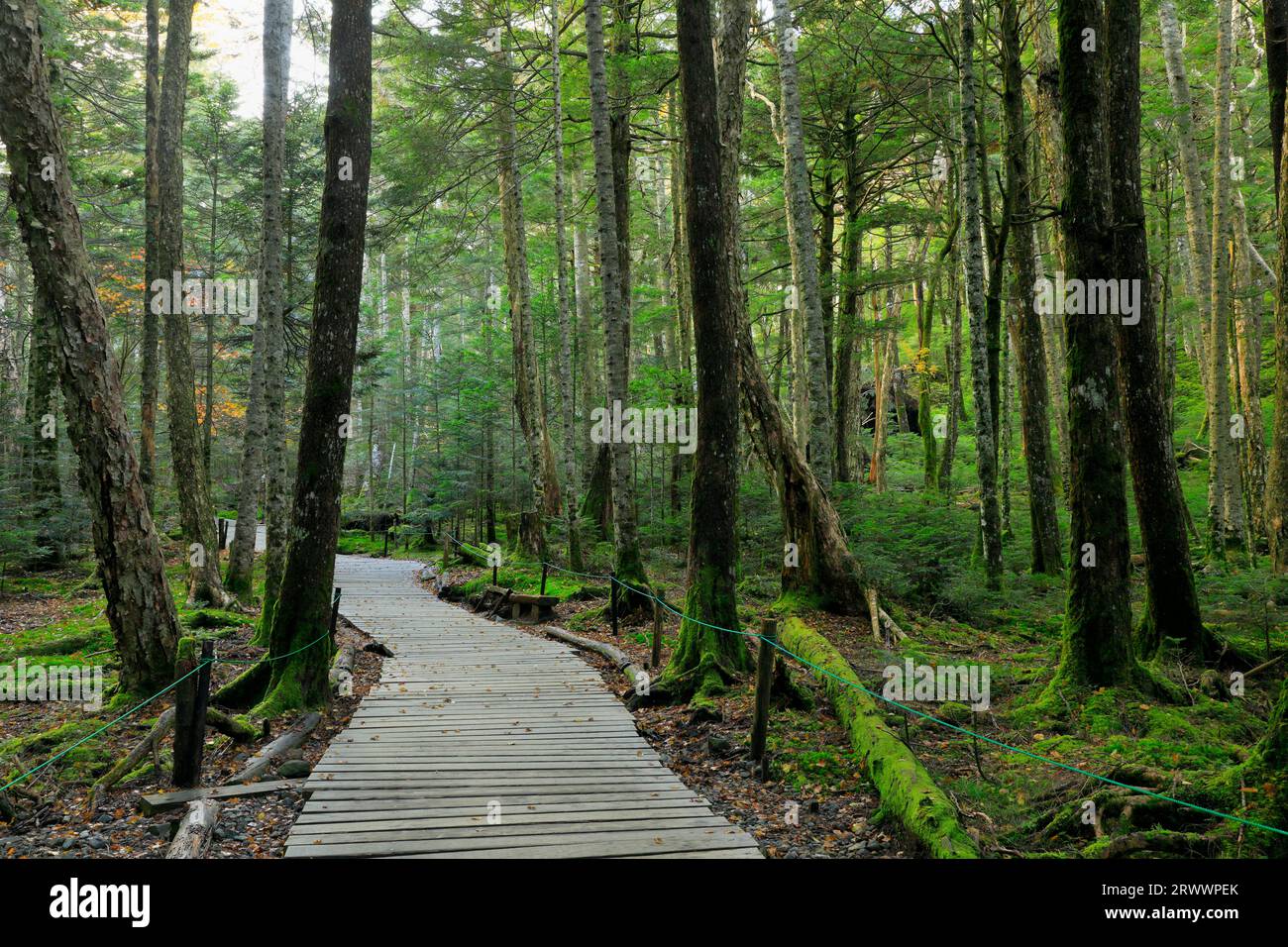 Moss forest of Kita-Yatsugatake, Nagano Prefecture Stock Photo
