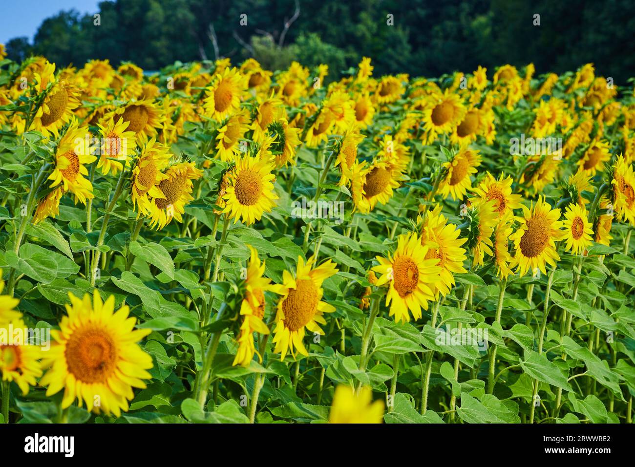 Field of yellow sunflowers with distant forest line Stock Photo - Alamy