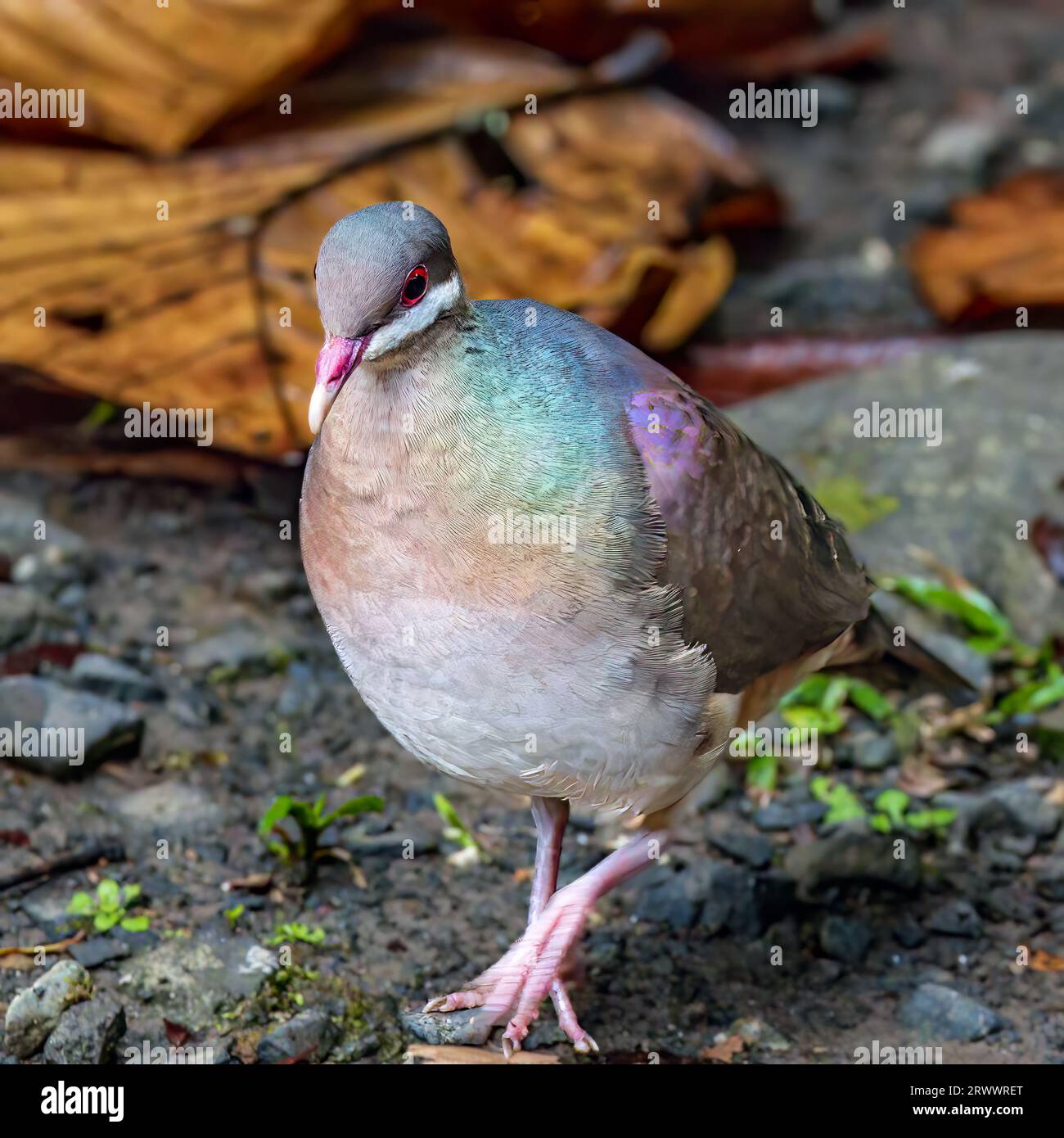 The species forages in leaf litter in forests and woodlands. Stock Photo