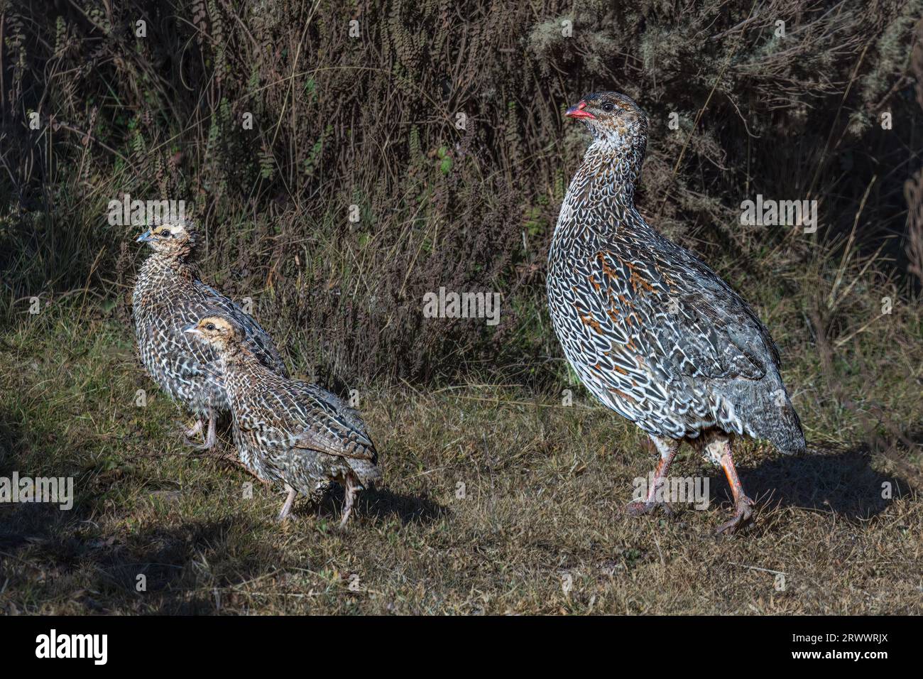 This spurfowl occurs in the mountains of Ethiopia. Stock Photo