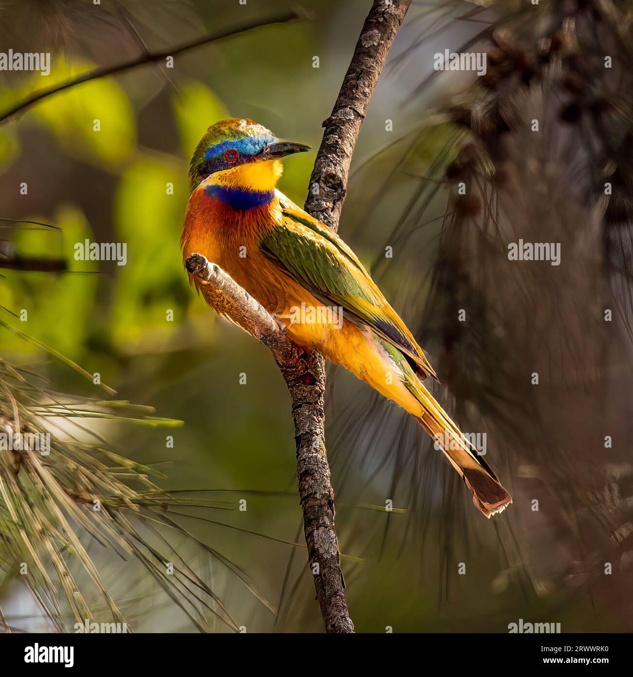 Eat other insects wildlife hi-res stock photography and images - Alamy