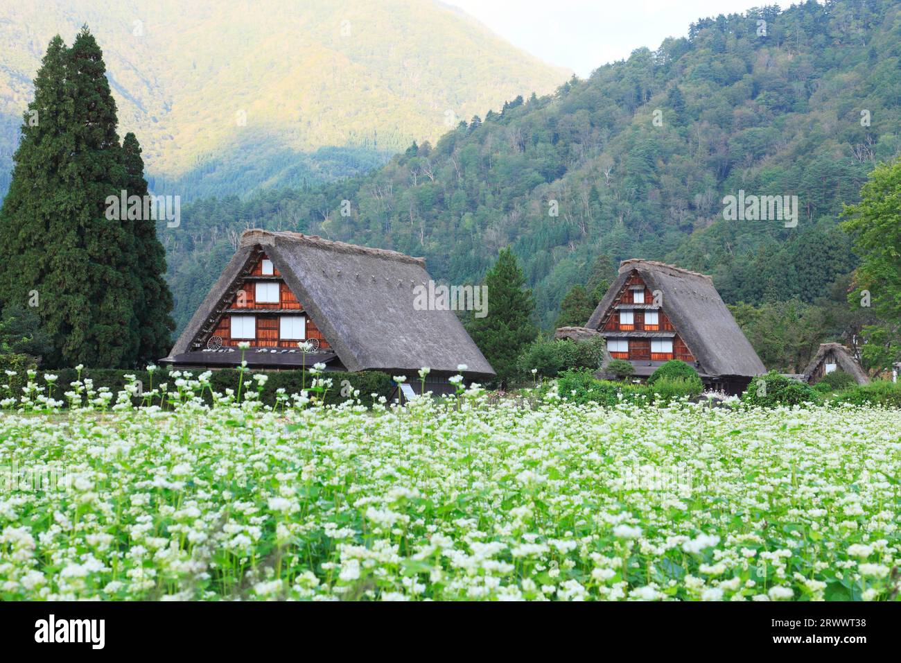 Shirakawago at dusk with buckwheat flowers in bloom, Oct Stock Photo