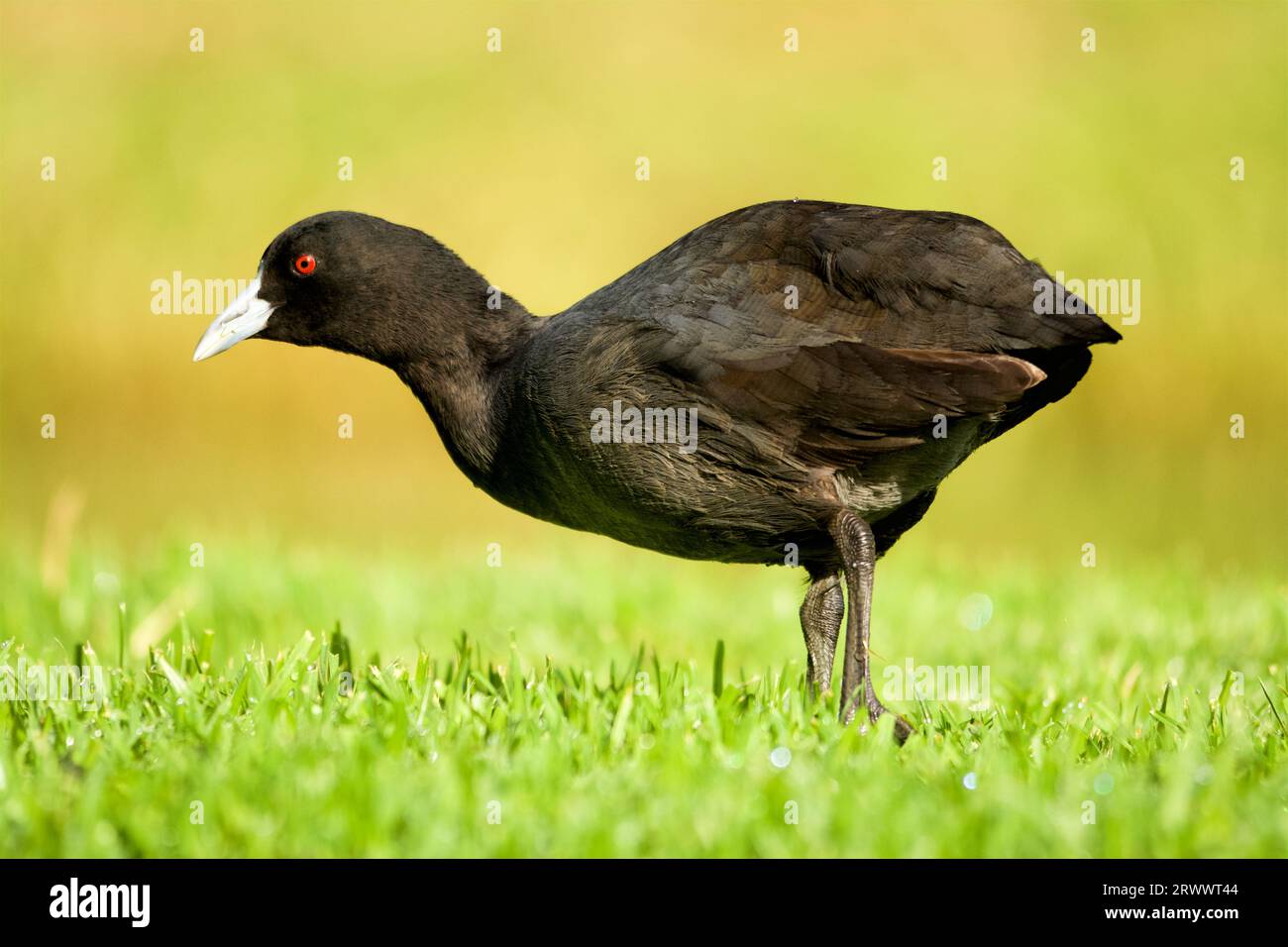 A Eurasian Coot, Fulica atra, also known as an Australian Coot and Common Coot, feeding in the grass next to Herdsman Lake, Perth, Western Australia. Stock Photo