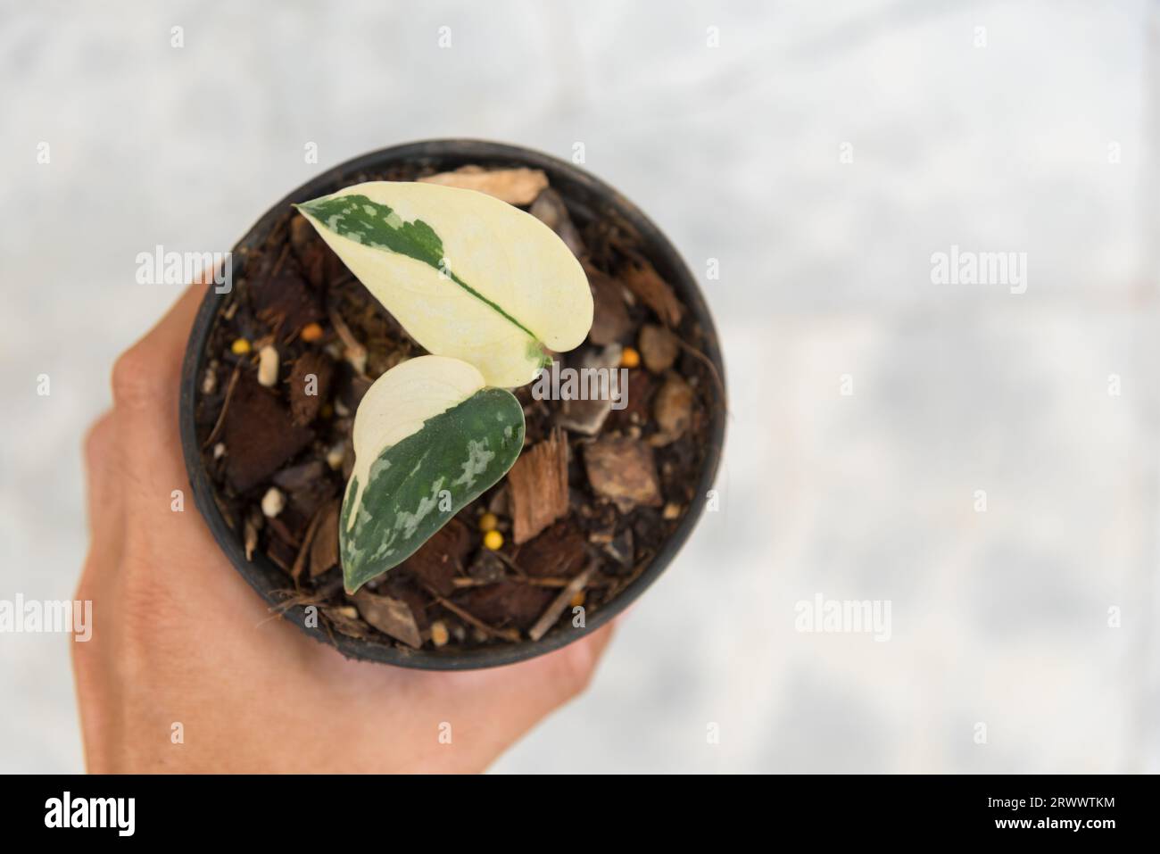 Scindapsus mayari hi-res stock photography and images - Alamy