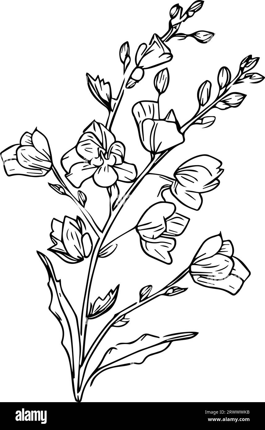 Printable Wall Art Flower, Print July Birth Flower Art, sketch larkspur