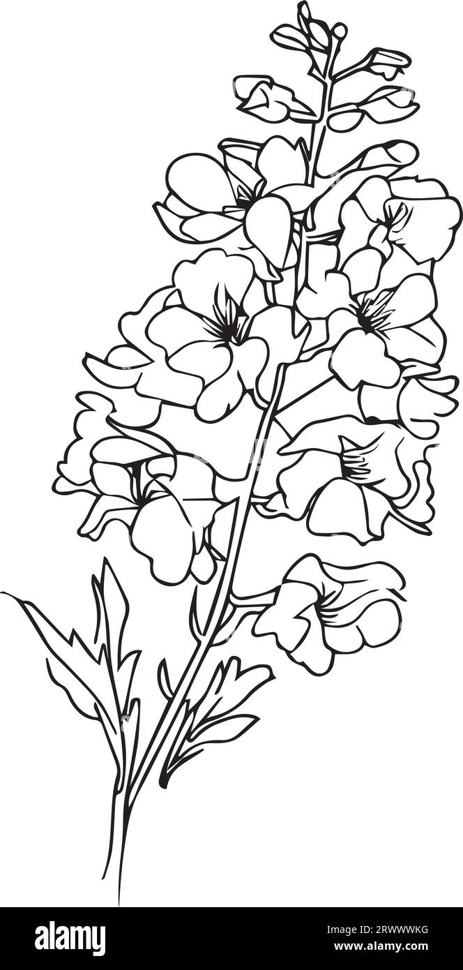 black July birth flower larkspur tattoo, scientific larkspur botanical illustration