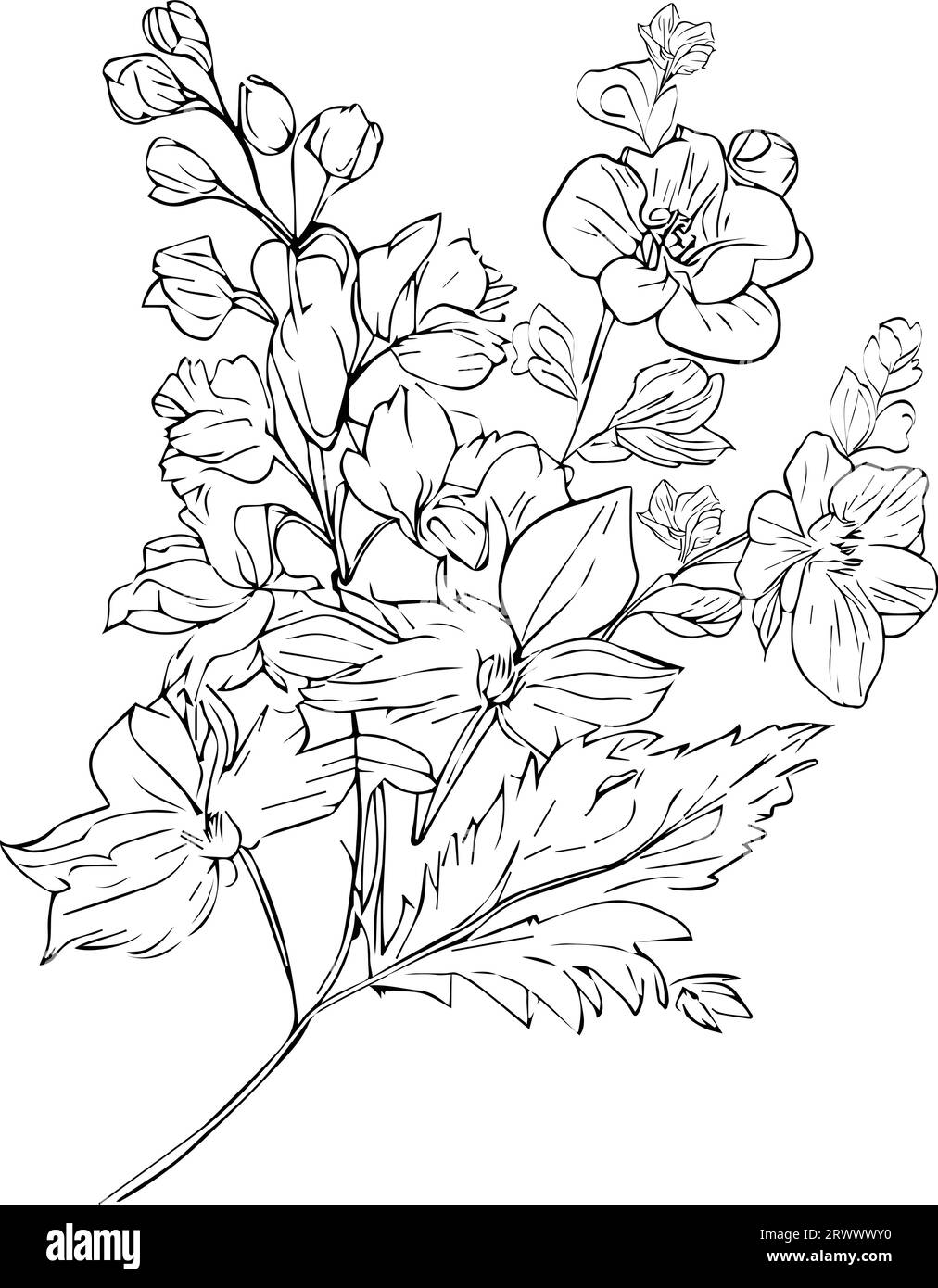 pencil delphinium drawing, outline larkspur flower drawing, larkspur