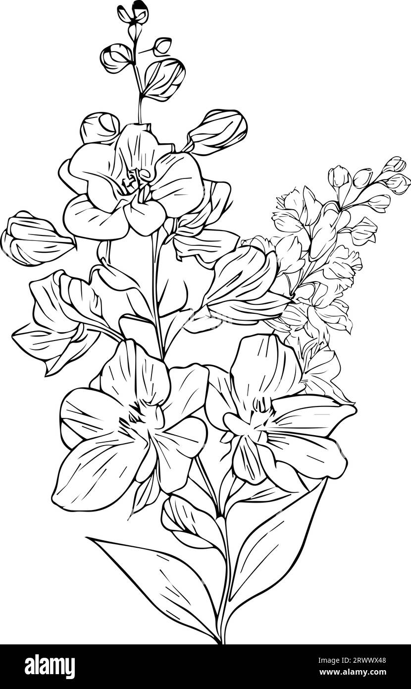 delphinium stock outline drawing, larkspur flower drawing poster and