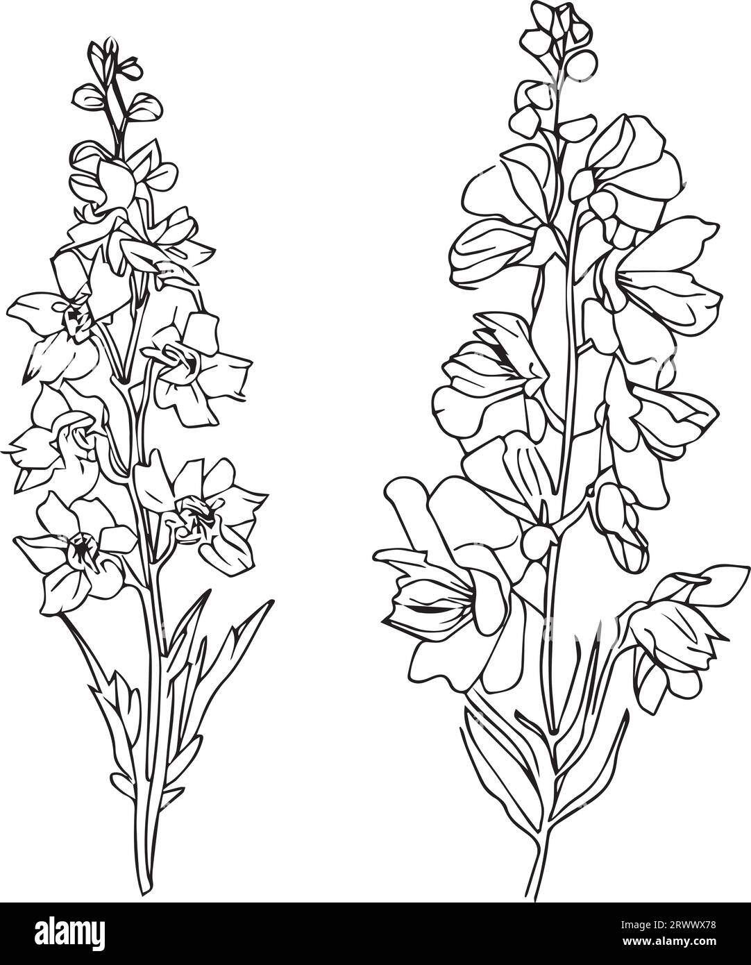 water lily larkspur July birth flower tattoo, how to draw larkspur