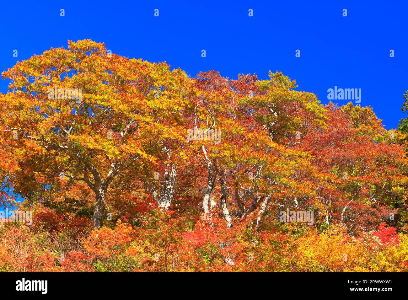 Autumn leaves and clear blue sky Stock Photo - Alamy