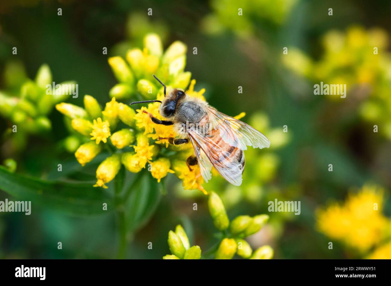 Honey Bee with frayed wings foraging on goldenrod Stock Photo