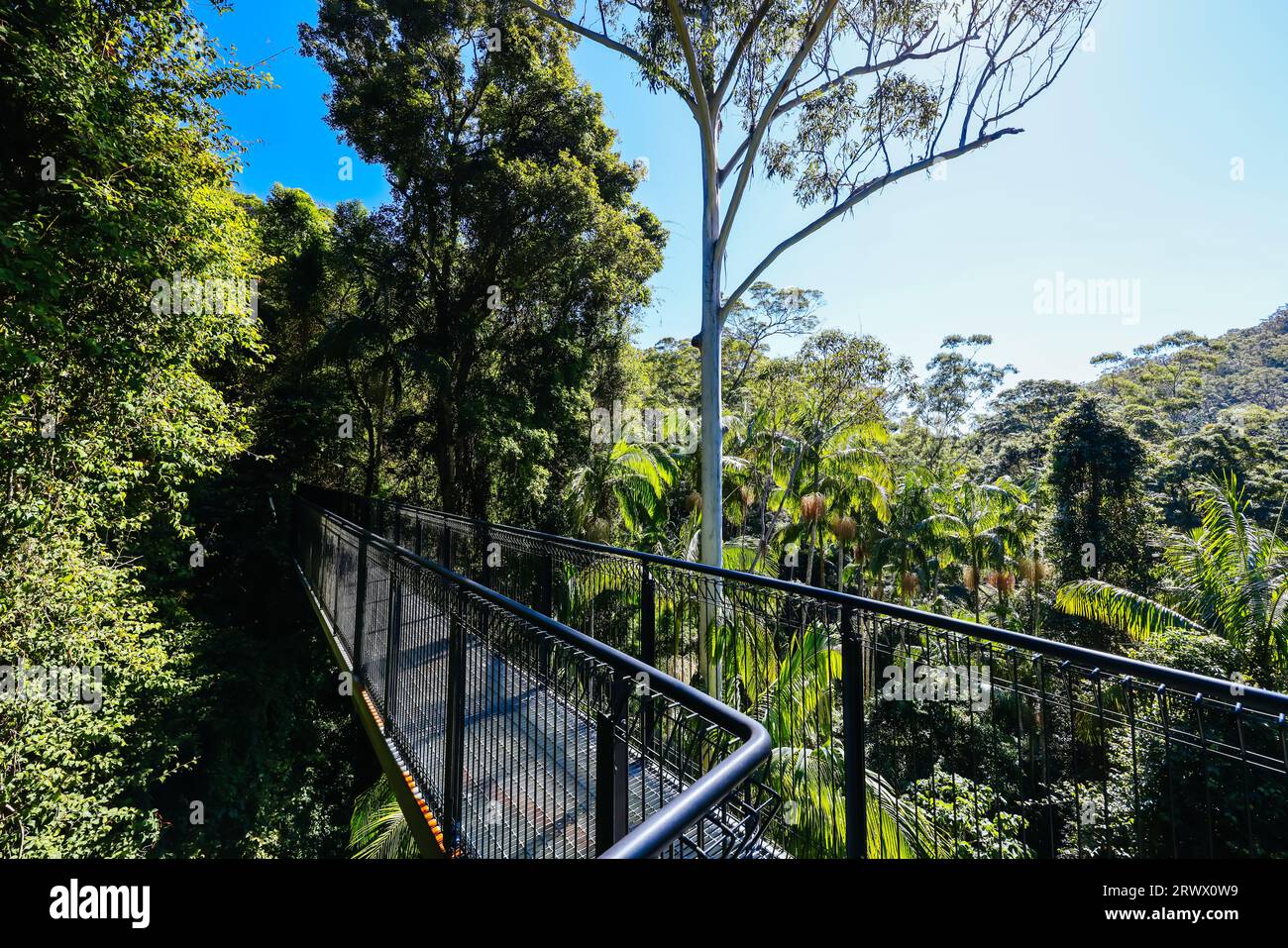 MT TAMBORINE, AUSTRALIA JUL 30 2023 The stunning Tamborine Rainforest Skywalk on a warm