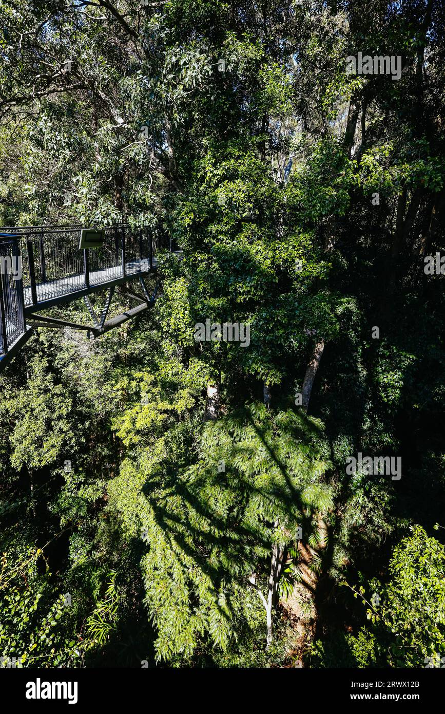 MT TAMBORINE, AUSTRALIA JUL 30 2023 The stunning Tamborine