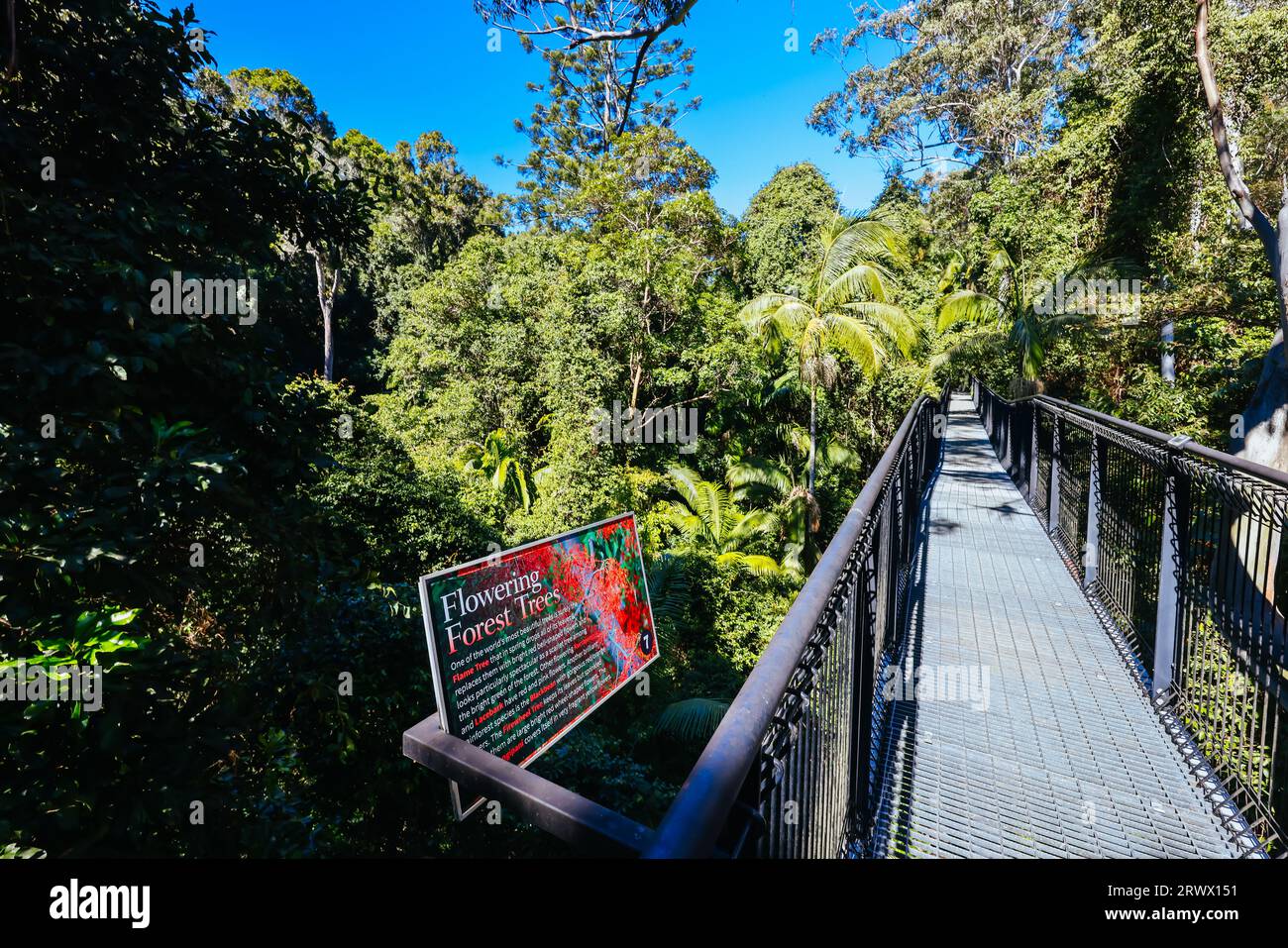MT TAMBORINE, AUSTRALIA JUL 30 2023 The stunning Tamborine
