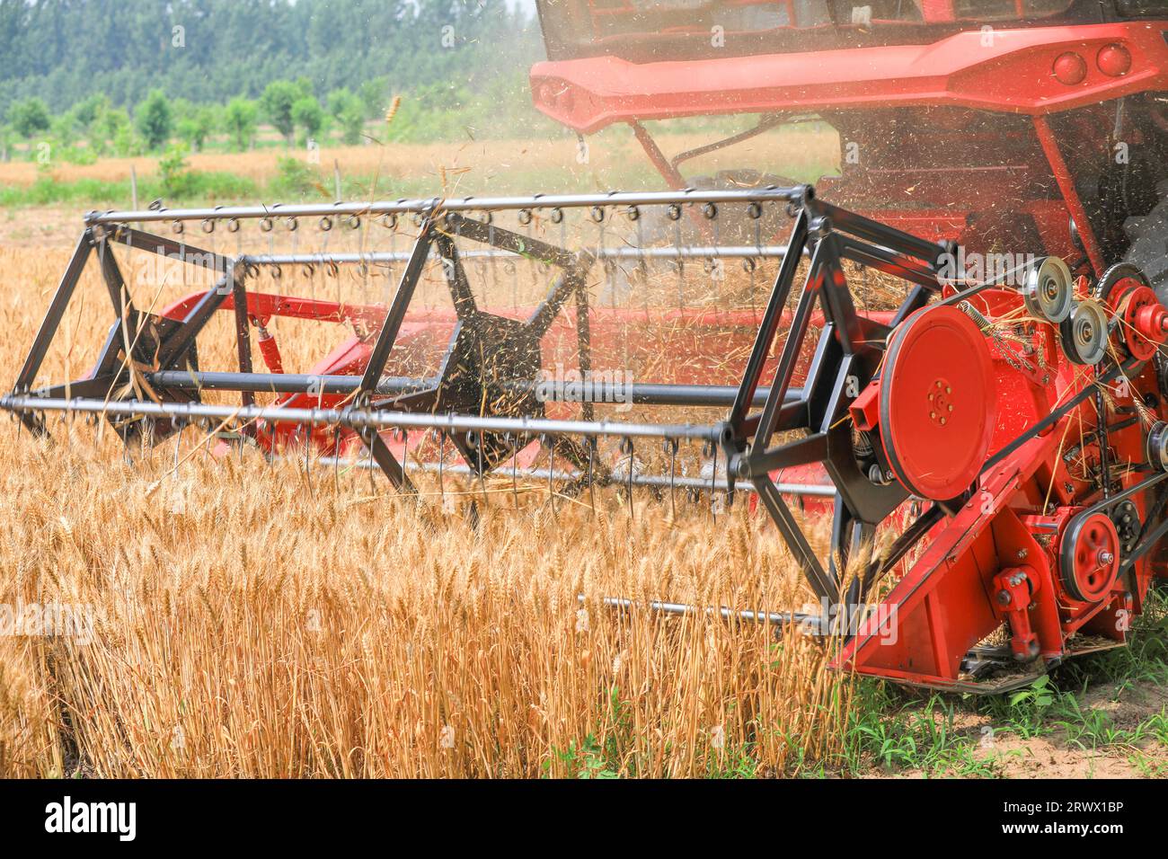 Harvesting wheat in operation in the fields Stock Photo - Alamy
