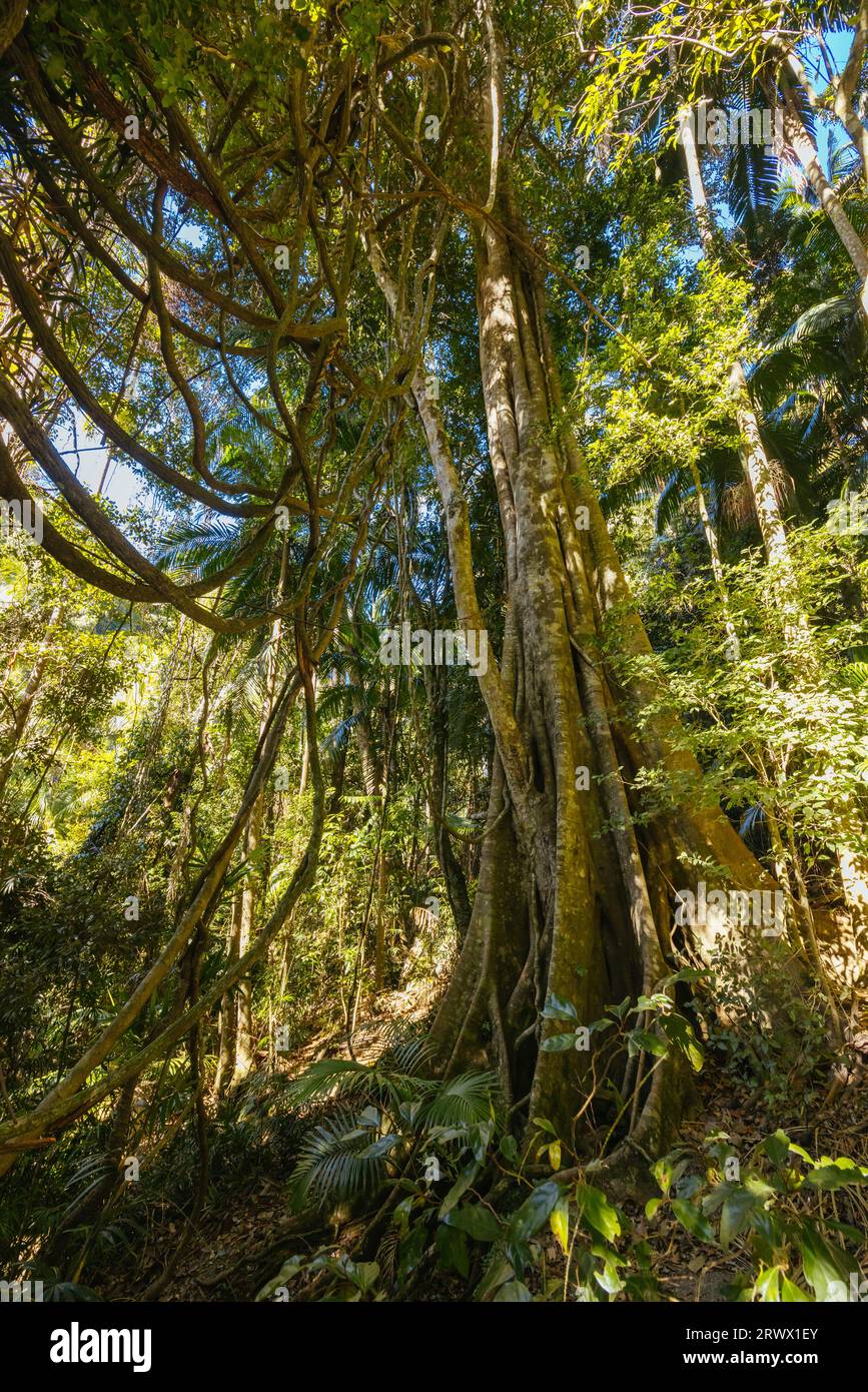 MT TAMBORINE, AUSTRALIA JUL 30 2023 The stunning Tamborine