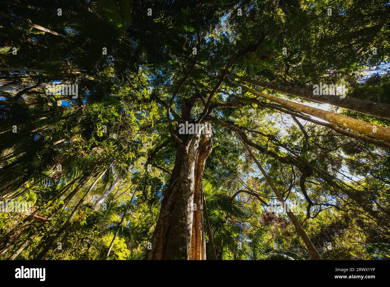 MT TAMBORINE, AUSTRALIA JUL 30 2023 The stunning Tamborine Rainforest Skywalk on a warm