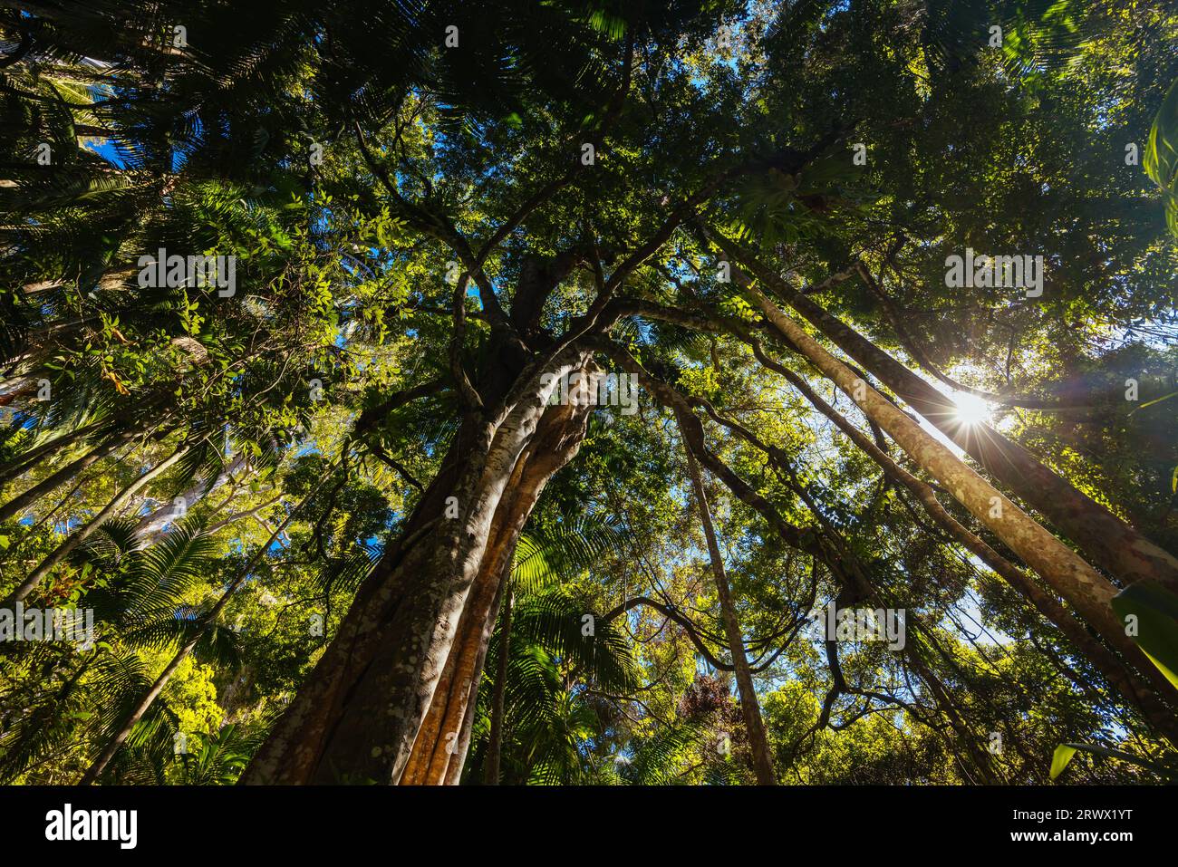 MT TAMBORINE, AUSTRALIA JUL 30 2023 The stunning Tamborine Rainforest Skywalk on a warm