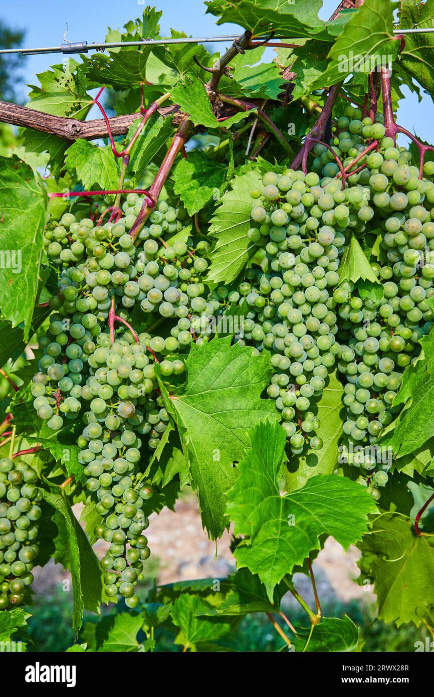 Multiple bundles of green grapes growing on the vine in vineyard Stock
