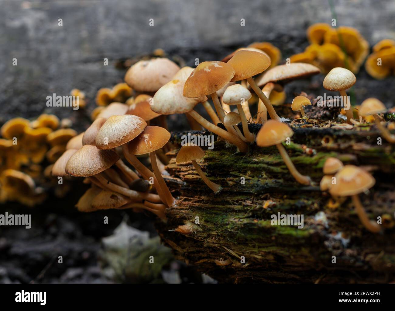 Hymenogastraceae mushrooms on rotting wood Stock Photo