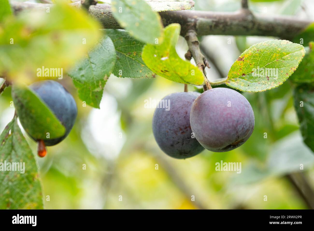 Ripe Damson fruits, Prunus domestica, growing on a wild Damson tree in the English countryside during late summer Stock Photo