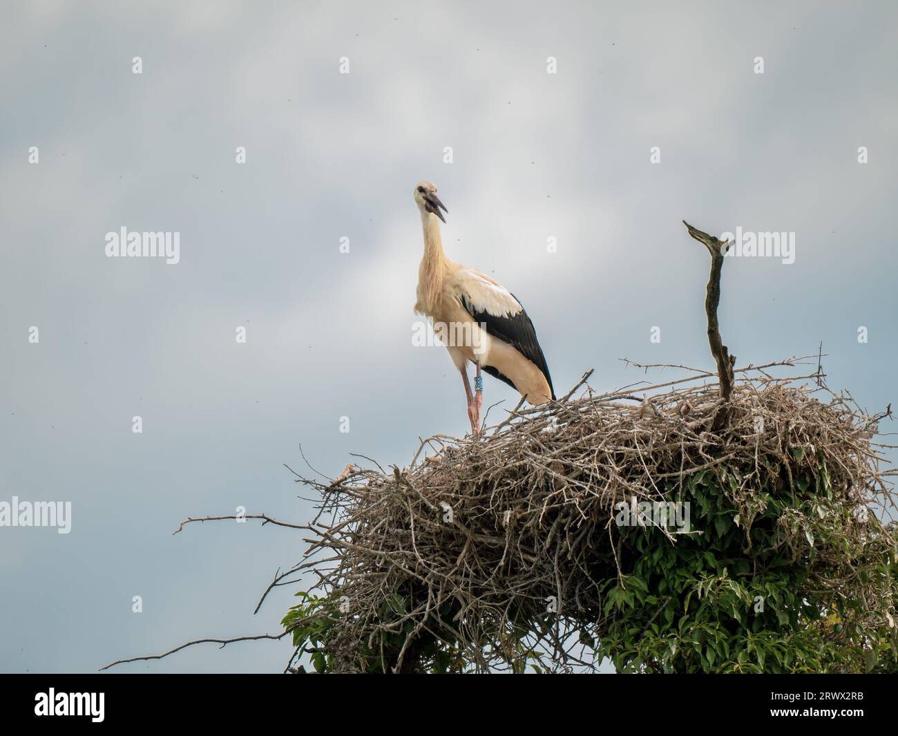 Juvenile White Storks in a Nest Stock Photo