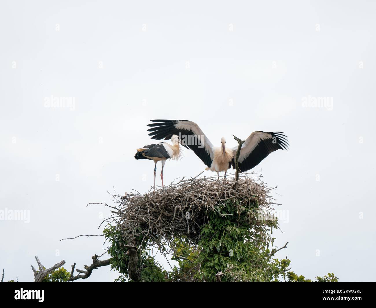 Juvenile White Storks in a Nest Stock Photo