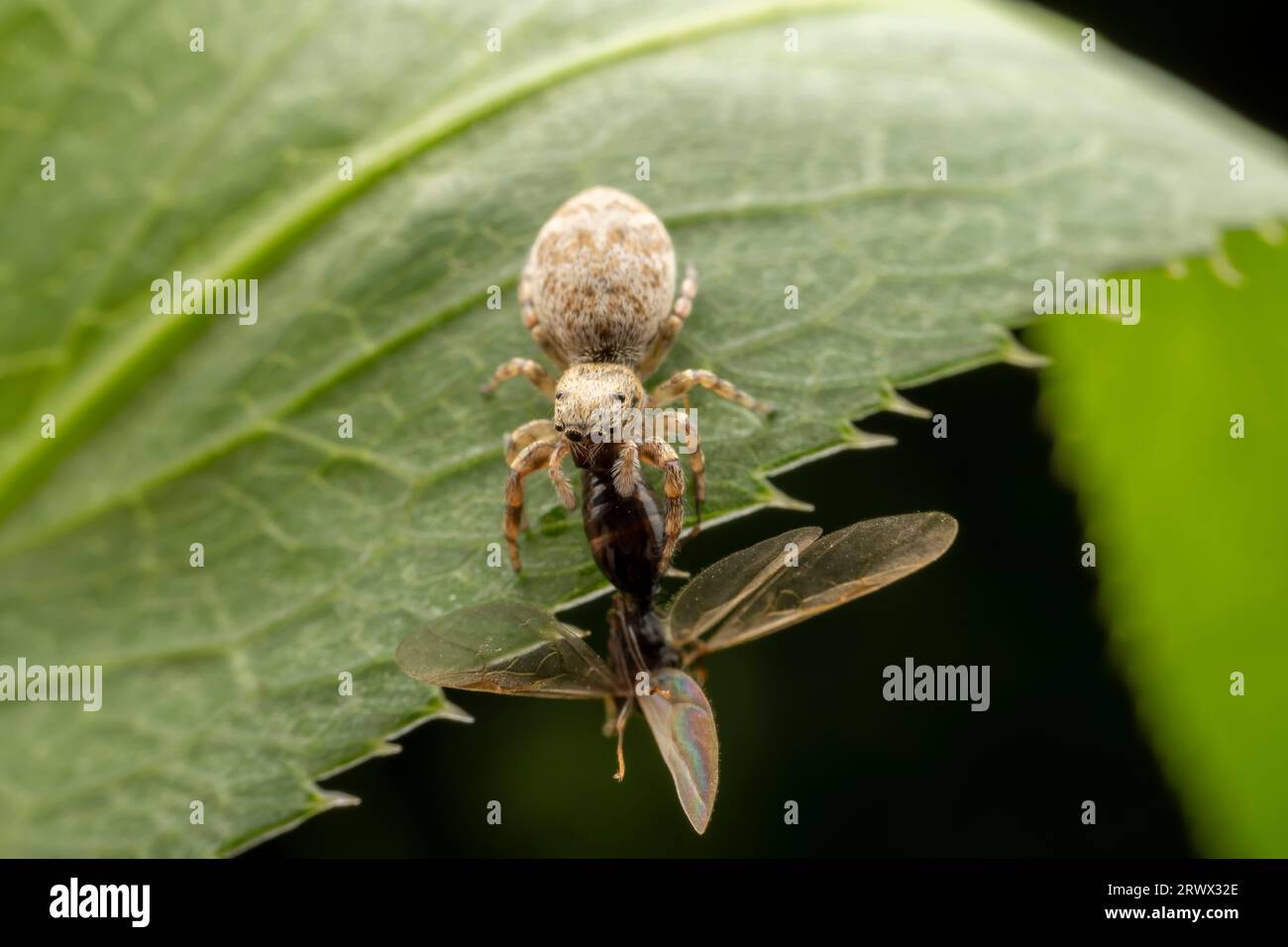 Jumping spiders prey on breed ants Stock Photo - Alamy