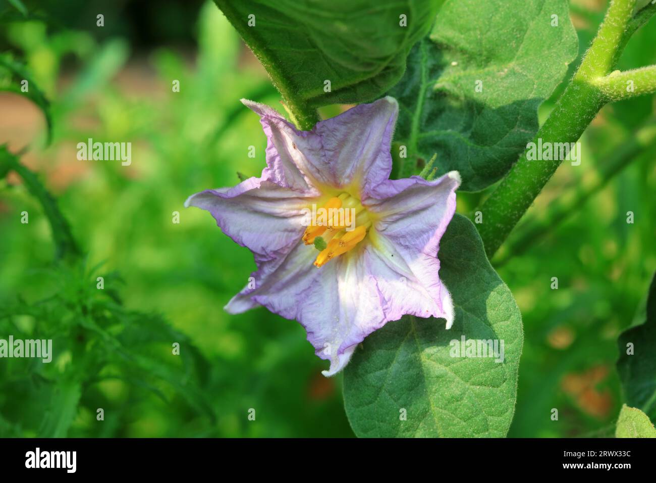 Eggplant flowers in the field Stock Photo Alamy