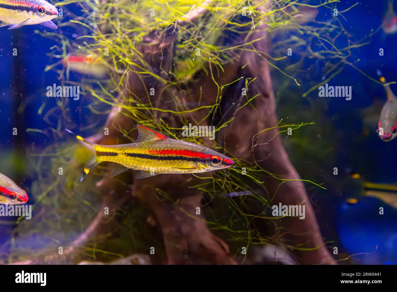 Melanotaenia australis, rainbowfish swimming in aquarium pool with green seaweed. Famous fresh water fish for aquarium hobby. Aquatic organism, underw Stock Photo