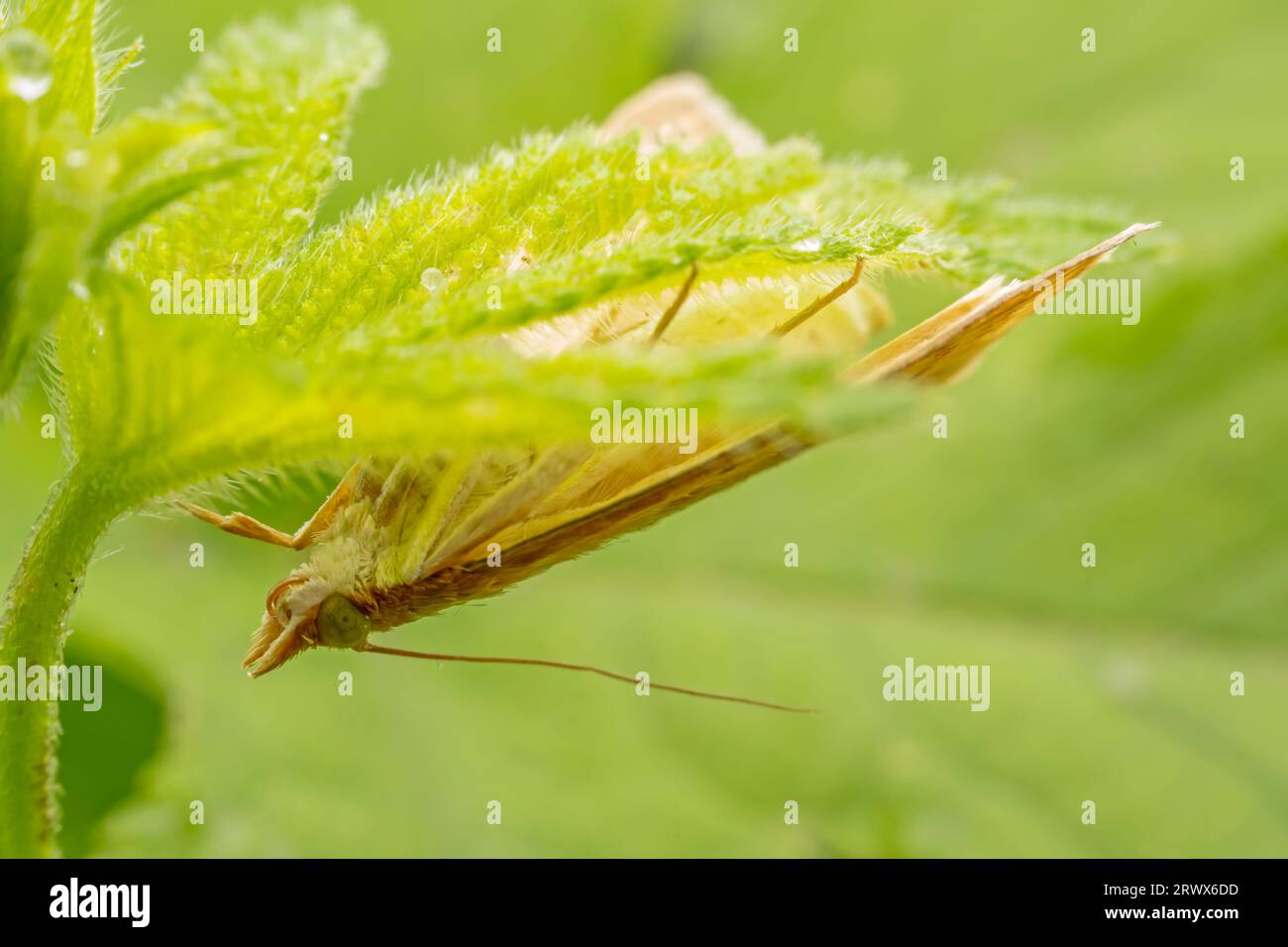 corn borer inhabiting on the leaves of wild plants Stock Photo Alamy