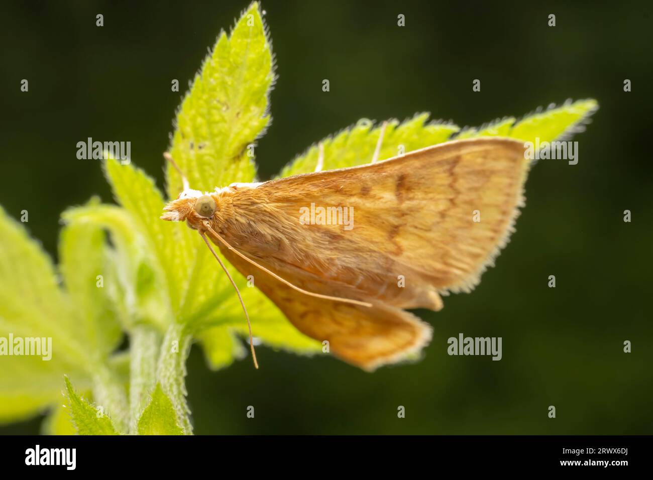 corn borer inhabiting on the leaves of wild plants Stock Photo Alamy