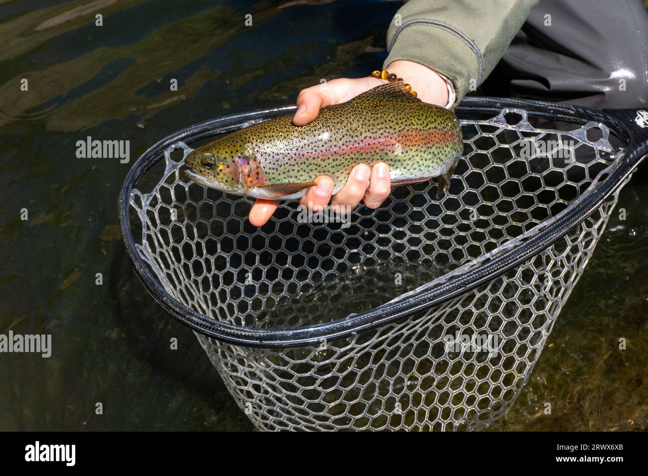Trophy trout hi-res stock photography and images - Alamy