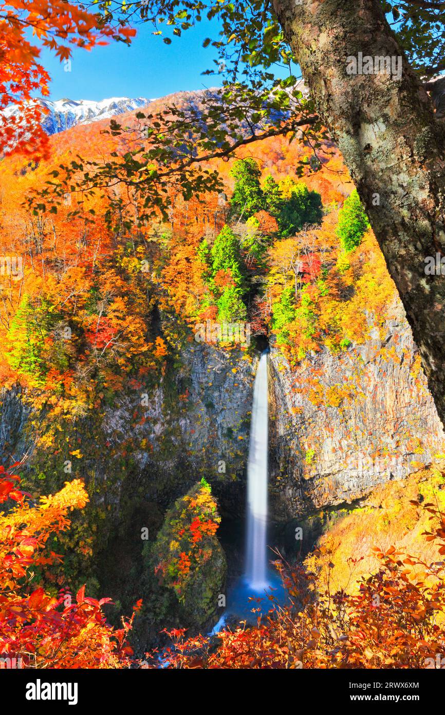 Autumn Shirasui Waterfall with Autumn Leaves and Snow-capped Hakusan ...
