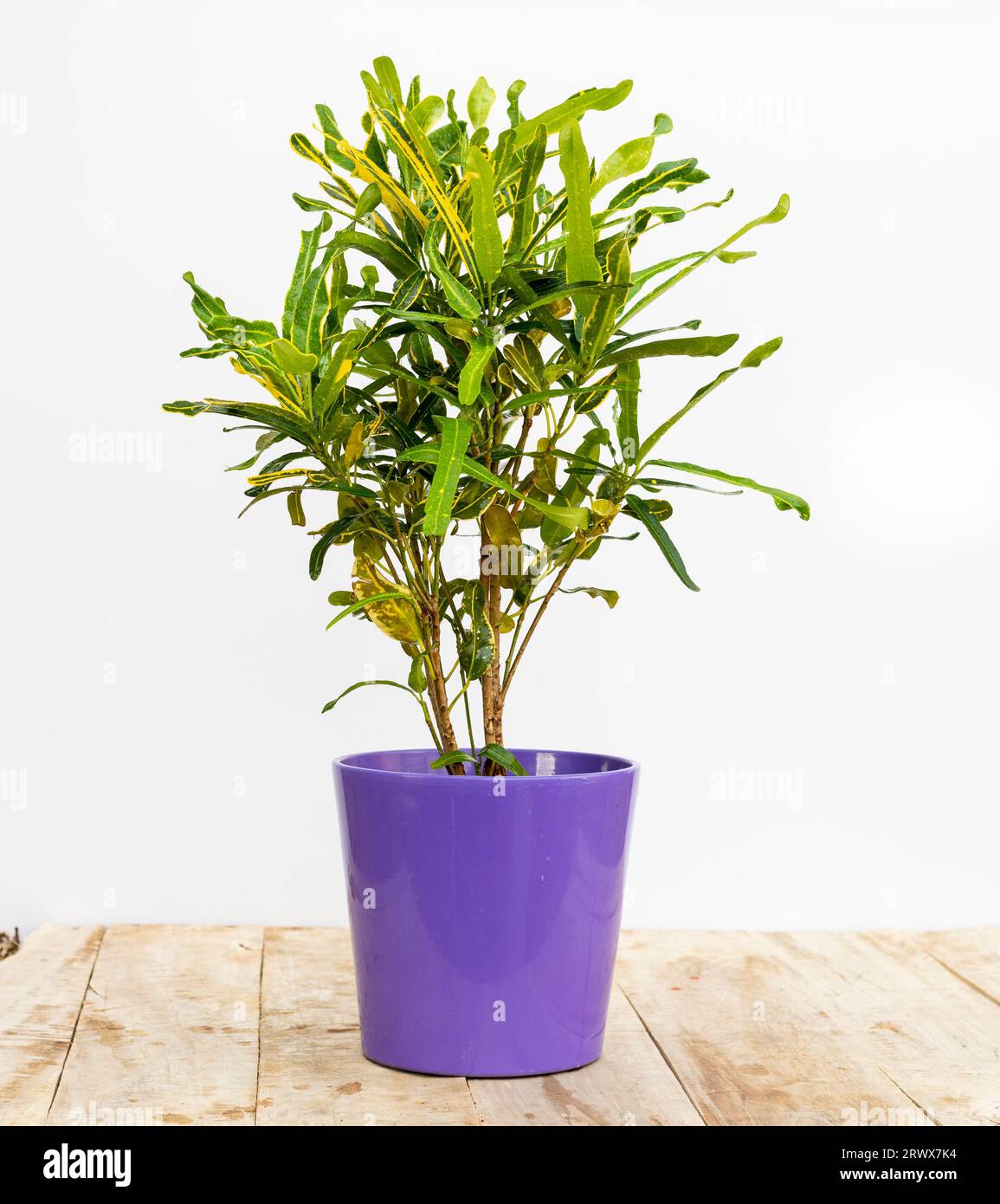 Beautiful ornamental croton plant in a decorative flowerpot Stock Photo