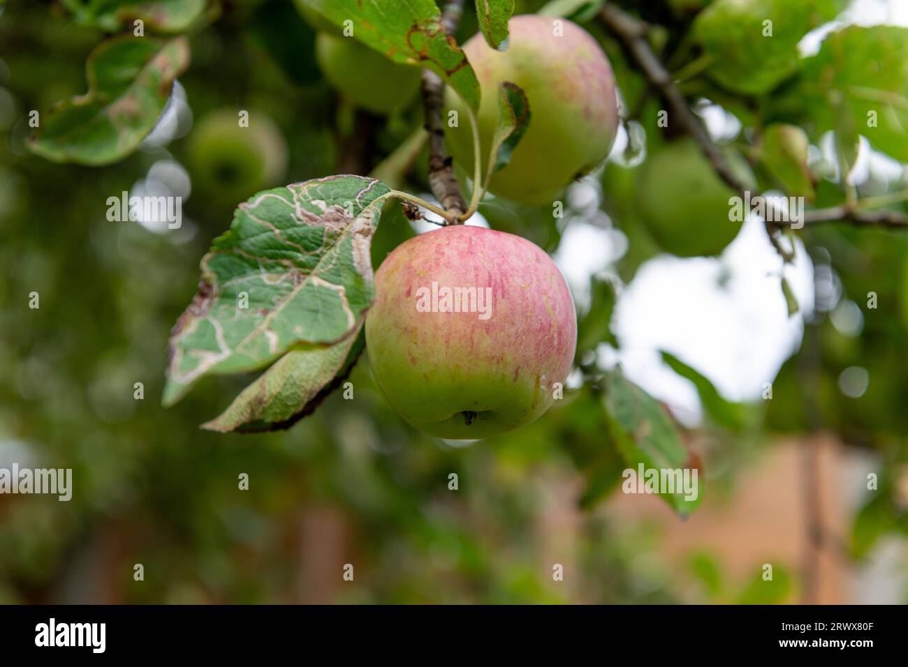 Organic apples on a tree. Stock Photo