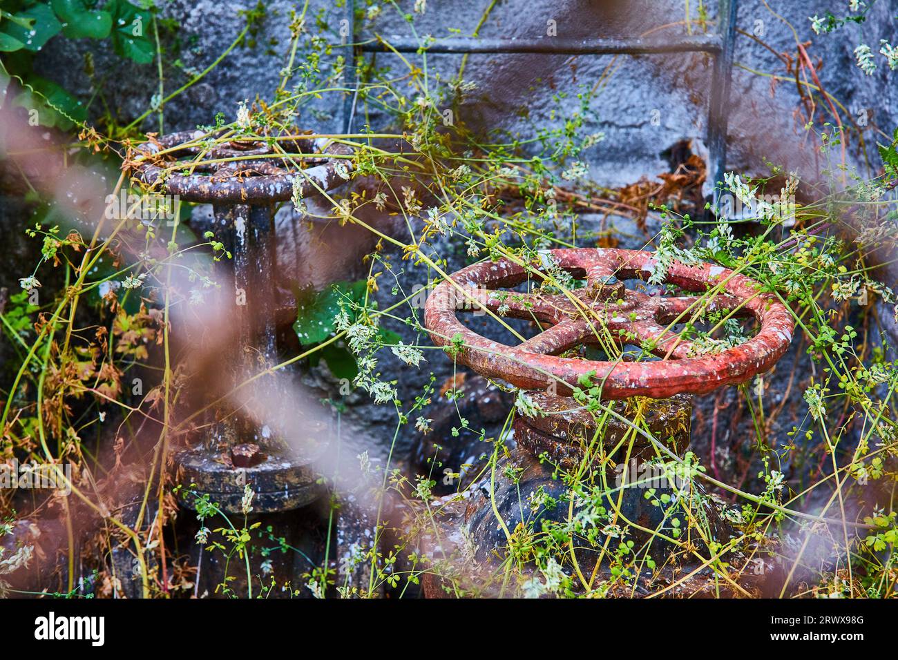 Wheel Valve Rusted Rusty wheel valves on pipes overgrown with weeds and vines seen through ...
