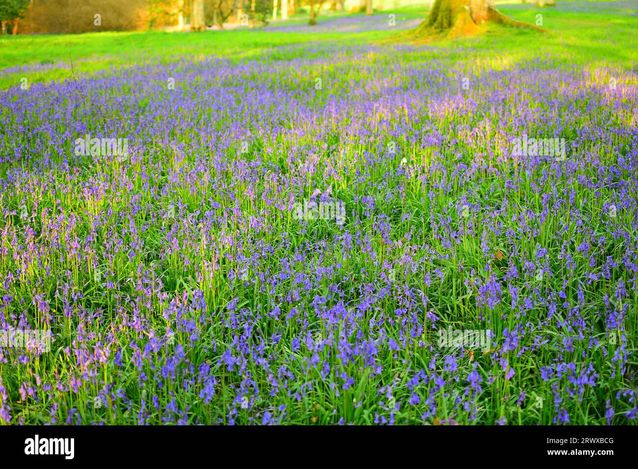 Carpet of bluebells in a woodland at spring Stock Photo