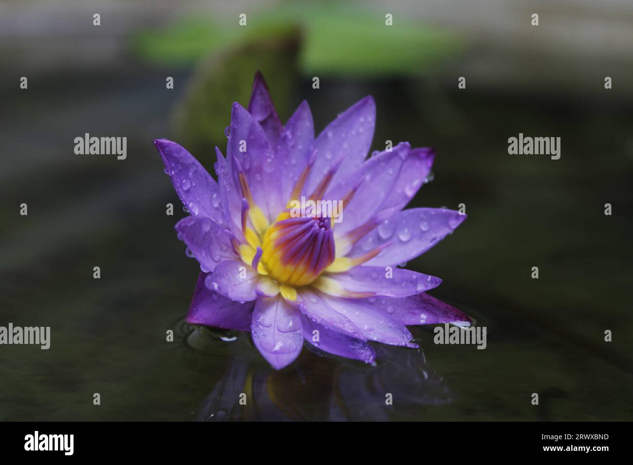 Blu Water Lily / Nil Manel flower Stock Photo