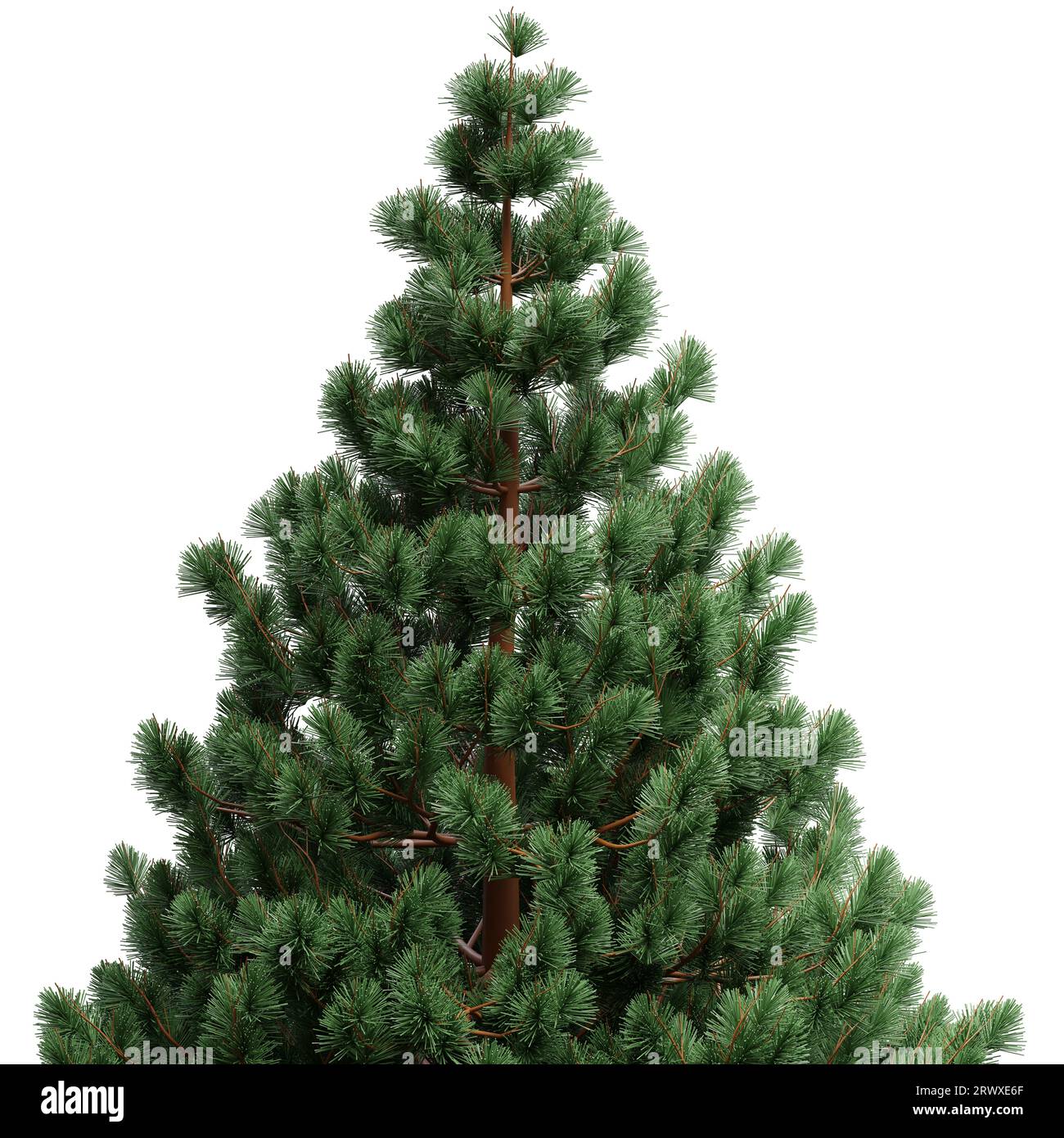 Christmas tree isolated on white transparent background, Green fir pine tree Stock Photo