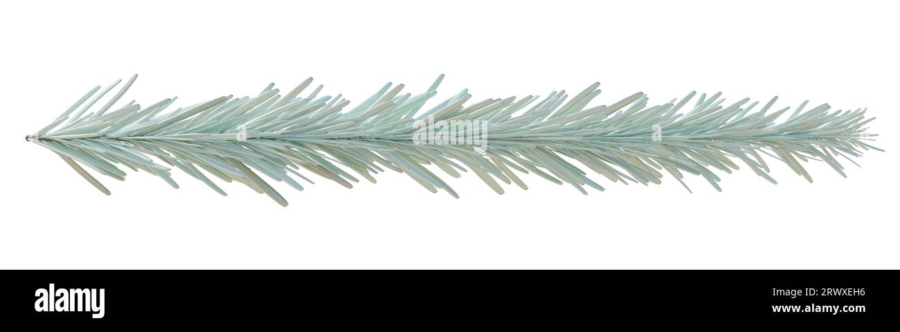Christmas silver fir twig isolated on white transparent background, Xmas pine tree branch closeup Stock Photo
