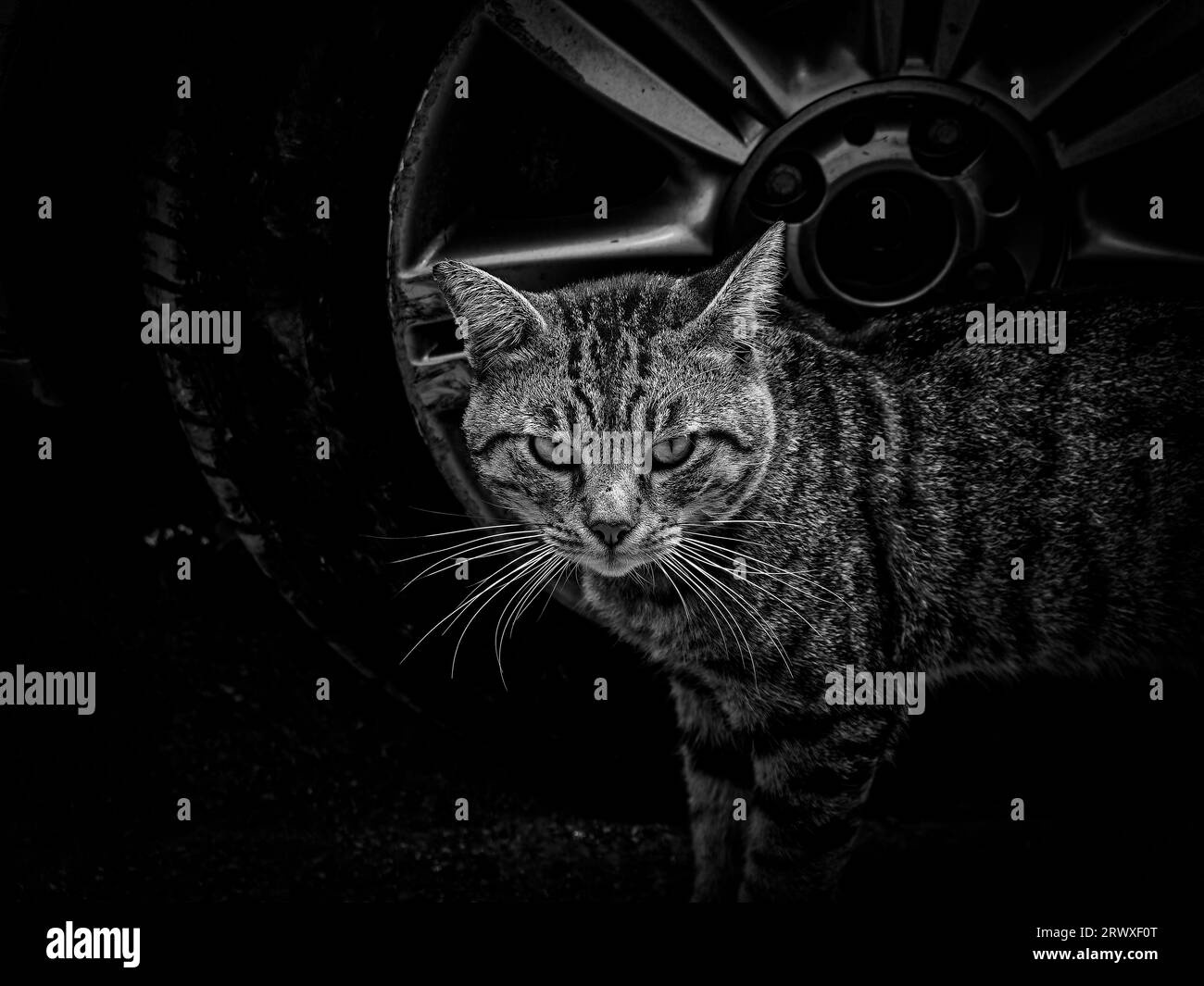 Cat portrait on street in black and white Stock Photo - Alamy