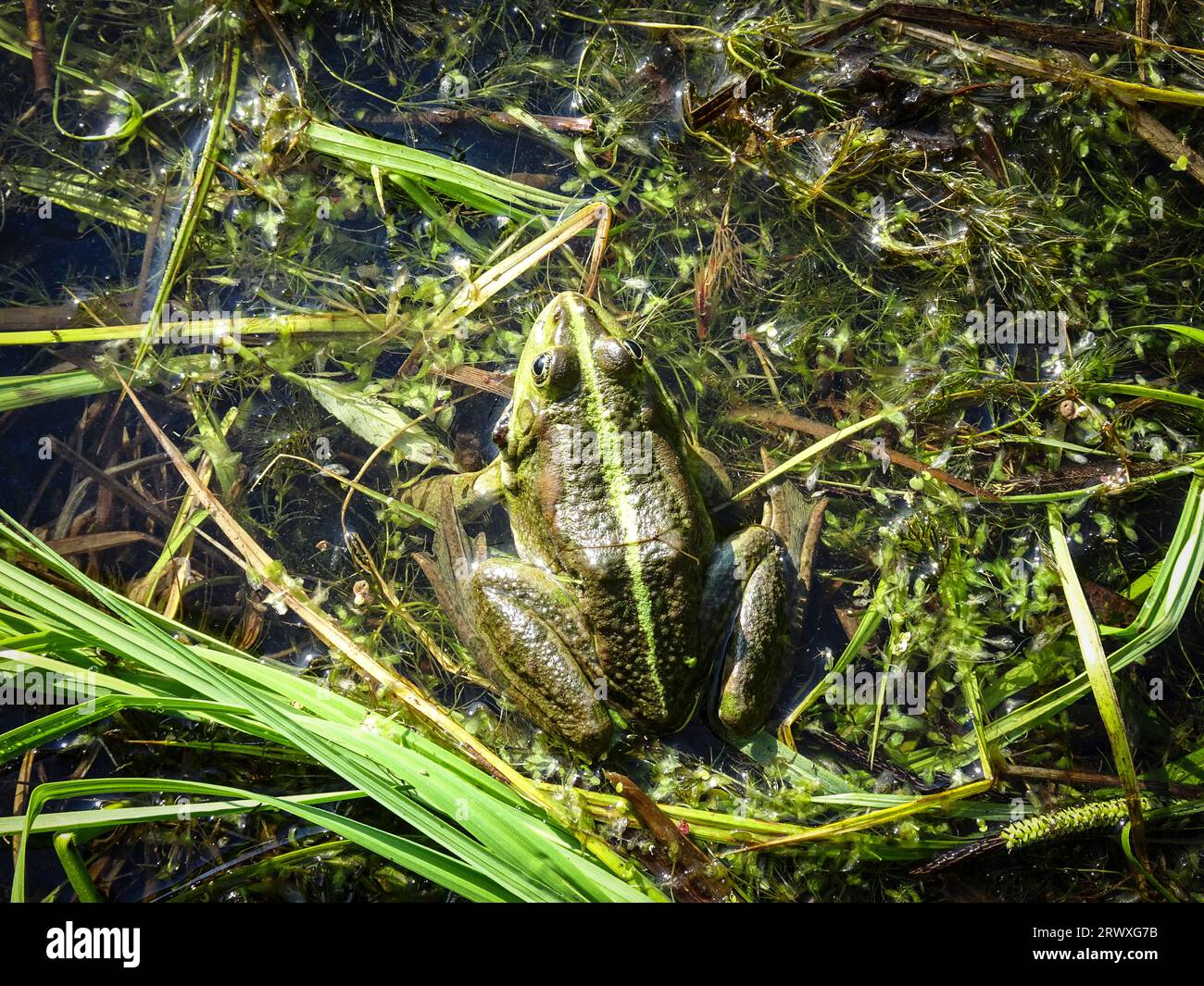Beautiful green pool frog (Pelophylax lessonae) close up. Stock Photo