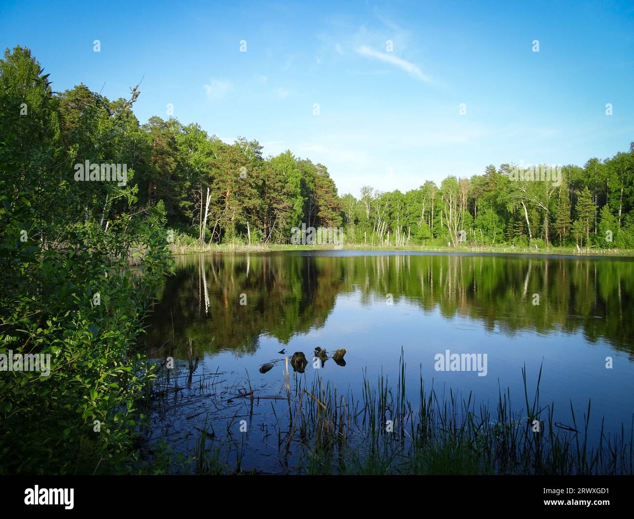 Forest lake on a clear summer day. Calm water of a pond with reflection. Stock Photo