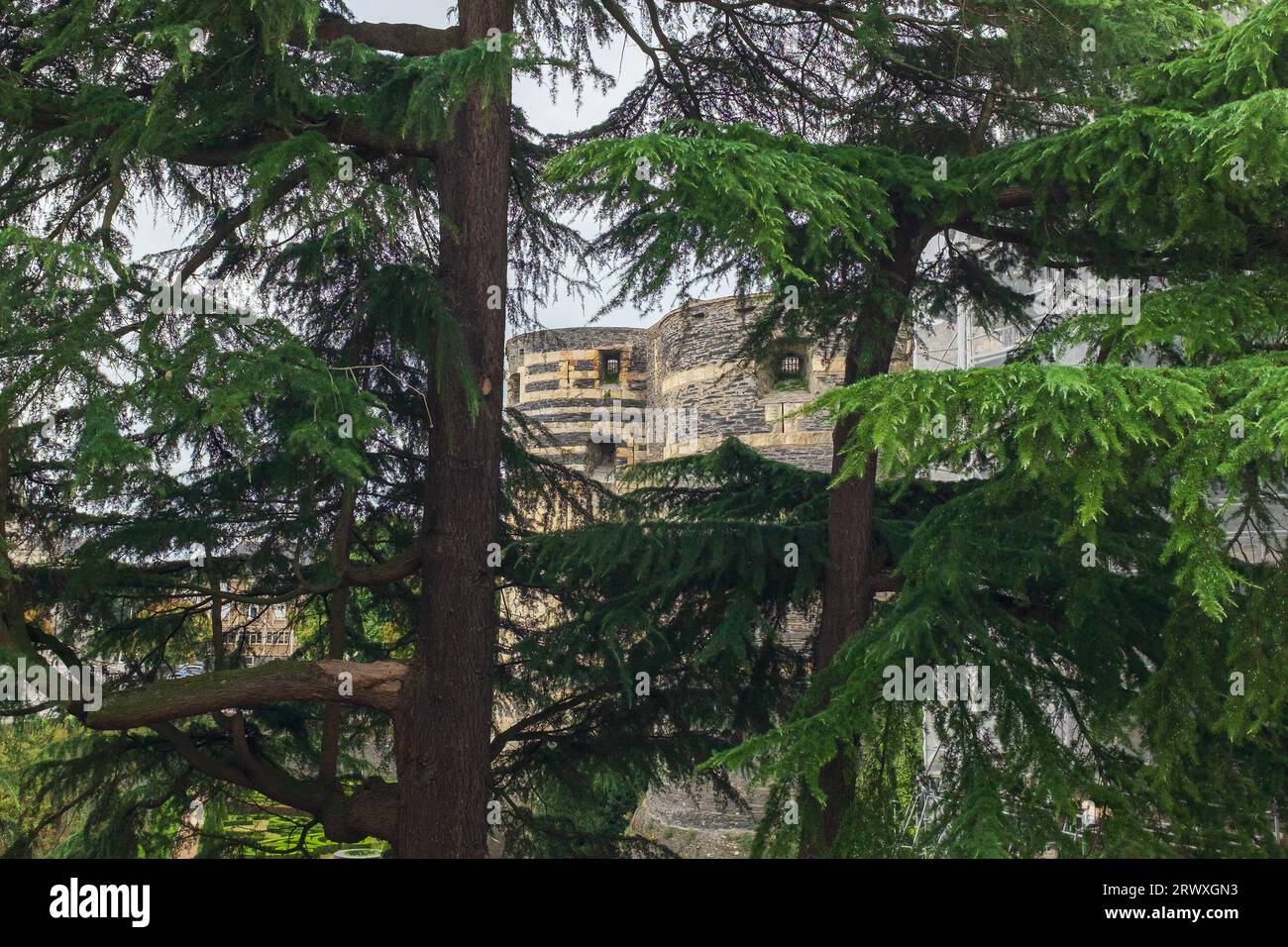 Angers, France, 2023. The medieval castle along the Promenade du Bout du Monde as seen through the boughs of its Lebanese cedar in the foreground Stock Photo
