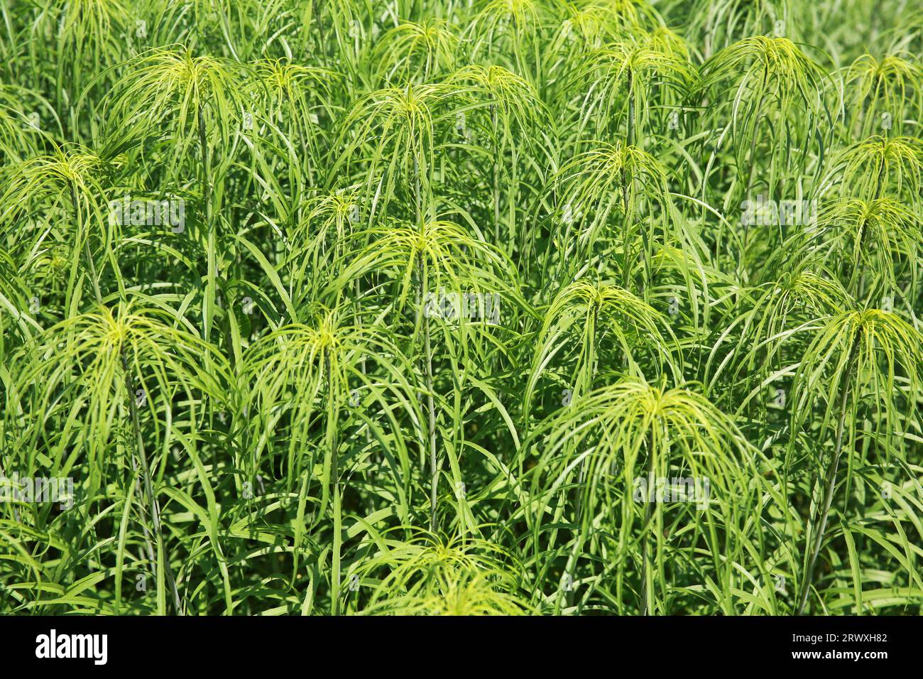 Helianthus Salicifolius Stock Photo