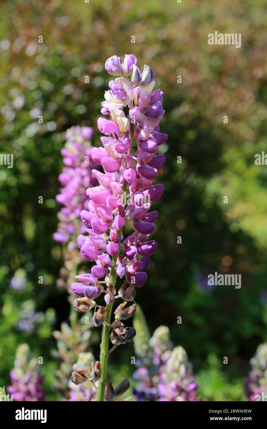 Pink Lupin flower Stock Photo